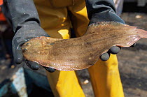 Dover sole {Solea solea} caught by Marine Stewardship Council drift net fishery, Hastings, UK
