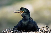 Shag {Phalacrocorax aristotelis} keeping cool by panting / gaping its bill while on nest, Farne Island, Northumbria, UK
