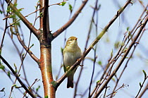 Willow warbler {Phylloscopus trochilus} Derbyshire, UK
