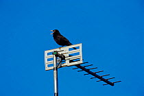 Blackbird {Turdus merula} singing perched on television aerial, Derbyshire, UK