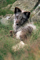 Arctic fox {Vulpes lagopus} female in transitional summer coat, captive, Scotland, UK