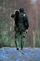 Hunter carrying Roe deer carcass {Capreolus capreolus} Scotland, UK