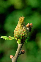Artichoke gall {Andricus fecundator} on Oak tree, Derbyshire, UK