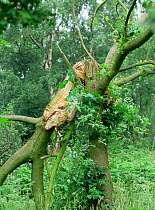 Oak tree {Quercus robur} trunk broken by storm damage, Derbyshire, UK