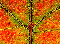 Close up of leaf of Sugar maple {Acer saccharum} showing colour change in autumn, Derbyshire, UK