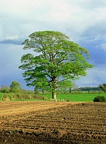Field maple tree {Acer campestre} in hedgerow of ploughed field, Derbyshire, UK