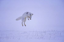 Arctic fox {Alopex lagopus} hunting rodents under the snow, North Slope, Alaska. Sequence 1/3.