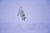 Arctic fox {Alopex lagopus} hunting rodents under the snow, North Slope, Alaska. Sequence 3/3.