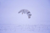 Arctic fox {Alopex lagopus} hunting rodents under the snow, North Slope, Alaska. Sequence 2/3.