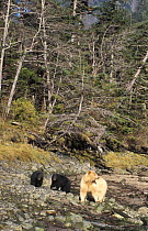 Spirit / Kermode bear {Ursus americanus kermodei} white sow with black cubs, walking along rocky riverbed in temperate rainforest, Central British Columbia, Canada.
