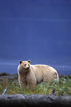Spirit / Kermode bear {Ursus americanus kermodei} white sow, Central British Columbia, Canada.