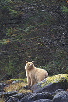 Spirit / Kermode bear {Ursus americanus kermodei} white sow in temperate rainforest, Central British Columbia, Canada.