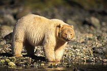 Spirit / Kermode white bear {Ursus americanus kermodei} at river edge, Central British Columbia, Canada.