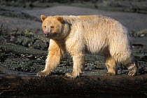 Spirit / Kermode white bear {Ursus americanus kermodei} profile walking, Central British Columbia, Canada.