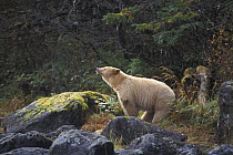 Spirit / Kermode bear {Ursus americanus kermodei} sow scenting the air in temperate rainforest, Central British Columbia, Canada.