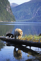 Spirit / Kermode bear {Ursus americanus kermodei} white sow with black cub walking on log at high tide, along the coast of temperate rainforest, Central British Columbia, Canada.