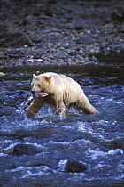 Spirit / Kermode bear {Ursus americanus kermodei} white sow with Salmon walking across river in temperate rainforest, Central British Columbia, Canada.