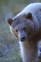 Spirit / Kermode bear {Ursus americanus kermodei} sow portrait, Central British Columbia, Canada.