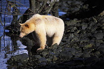 Spirit / Kermode bear {Ursus americanus kermodei} sow looking into water, Central British Columbia, Canada.