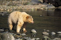 Spirit / Kermode bear {Ursus americanus kermodei} sow walking in stream, Central British Columbia, Canada.