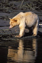 Spirit / Kermode bear {Ursus americanus kermodei} sow looking into stream, Central British Columbia, Canada.