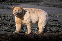 Spirit / Kermode bear {Ursus americanus kermodei} sow walking along log, Central British Columbia, Canada.