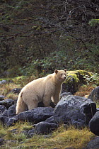 Spirit / Kermode bear {Ursus americanus kermodei} sow amongst rocks in temperate rainforest, Central British Columbia, Canada.