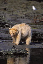 Spirit / Kermode bear {Ursus americanus kermodei} sow looking for salmon along beach, Central British Columbia, Canada.