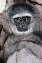 Moloch / Silvery gibbon {Hylobates moloch} critically endangered, captive, from West Java