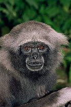 Mueller's / Grey gibbon {Hylobates muerlleri} female, captive, from East Borneo