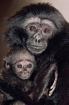 Mueller's / Grey gibbon {Hylobates muerlleri} female with young, captive, from East Borneo