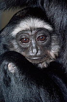 Agile gibbon {Hylobates agilis} young, captive, from Malaysia, Sumatra and Borneo