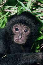 Siamang gibbon, young female {Hylobates syndactylus} captive, from Malaysia and Sumatra
