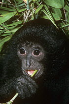 Siamang gibbon {Hylobates / Symphalangus syndactylus} young female feeding, captive, from Malaysia and Sumatra, Endangered