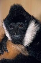 White cheeked gibbon, male {Hylobates concolor leucogenys} endangered, captive, from Vietnam and Laos