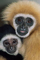 White handed gibbon {Hylobates lar} female and young, captive, from SE Asia