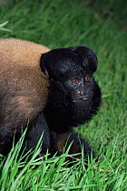 Black bearded saki monkey {Chiropotes satanas} female, captive, from Brazil and Guyana, critically endangered