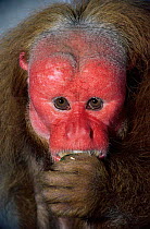Red Uakari monkey {Cacajao rubicundus} male, captive, from Brazil and Colombia