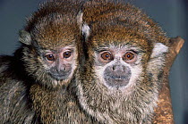 Dusky titi monkeys {Callicebus moloch} female with young, captive from Amazonia
