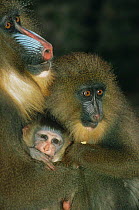 Mandrill {Mandrillus sphinx} female with young of different ages, captive, from Central Africa