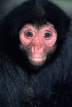 Red faced black spider monkey {Ateles paniscus paniscus} female, captive, from Brazil and Guyana