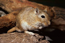 Mongolian gerbil / jird {Meriones unguiculatus} captive, from Asia, this is the species most commonly kept as pets