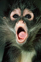Black handed / Geoffroy's spider monkey {Ateles geoffroyi} juvenile calling, captive, from Central America