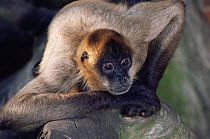 Black handed / Geoffroy's spider monkey {Ateles geoffroyi} male, captive, from Central America