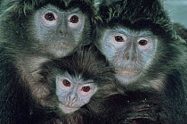 Three Silvered leaf monkeys {Trachypithecus cristatus} captive, from SE Asia