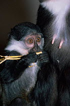 L'Hoests monkey {Cercopithecus h'hoesti} young, captive, from central Africa