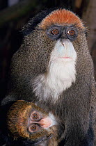 De Brazza's monkey {Cercopithecus neglectus} female with 2-month baby, captive, from Africa