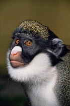 Lesser spot nosed monkey {Cercopithecus petaurista} male, captive, from West Africa