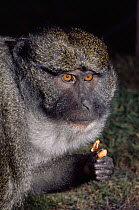 Allen's swamp monkey {Allenopithecus nigroviridis} male feeding on peanuts, captive, from Congo