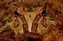 Chacoan horned frog {Ceratophrys cranwelli} juvenile, captive, from Argentina